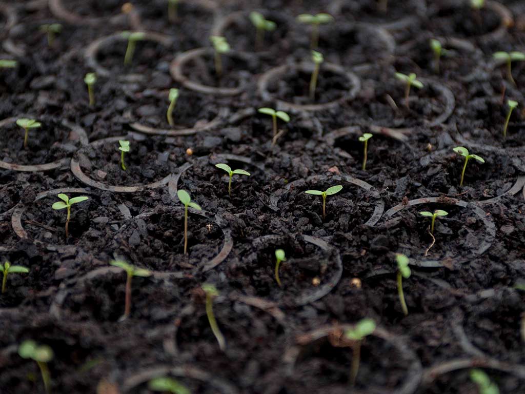 Cultivar plantas de yerba mate taragui