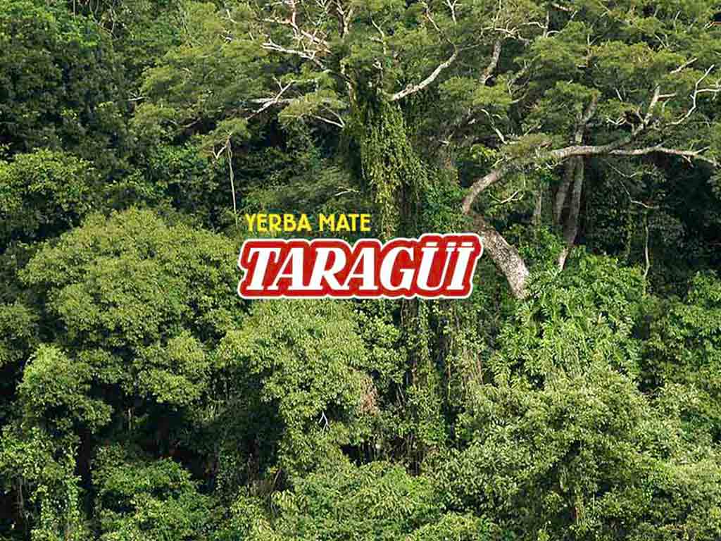 Yerba Mate Taragüi - Ilex Paraguariensis : tout sur la plante de yerba maté