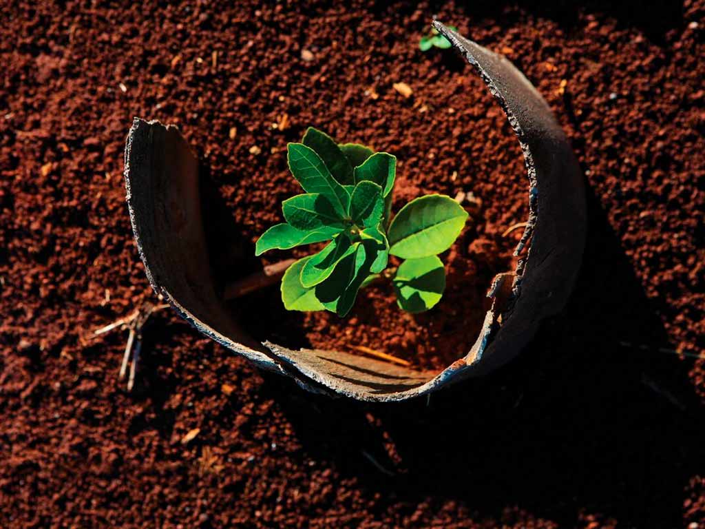 Plantar hojas de Yerba mate taragui